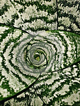 flower petals that bloom in the morning