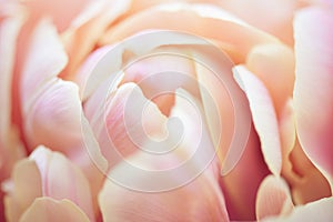 Flower petals close up, soft petals of beautiful tulip close up, nature background