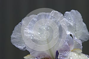 Flower petals of an iris plant