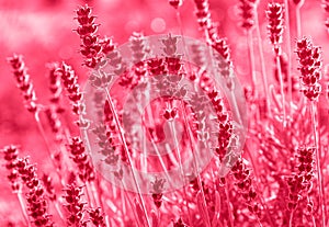 Flower petals of lavanda on viva magenta color background. Color of the 2023 year photo