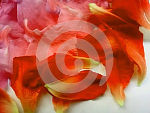 Flower petals scattered on the white background. photo