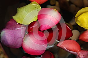 Flower petals in water