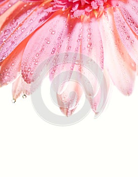 Flower petals with water drops