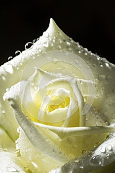 flower petals in water drops after rain, roses