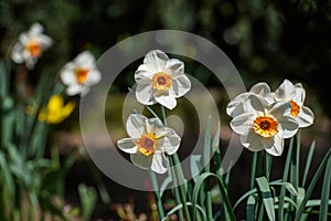 Flower of a petticoat daffodil, Narcissus bulbocodium photo