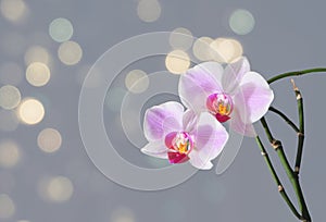 flower phalenopsis orchid close up background bokeh