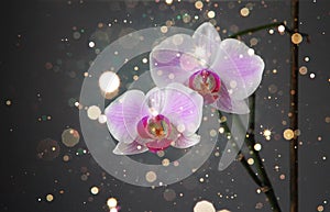 flower phalenopsis orchid on a gray background