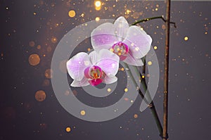 flower phalenopsis orchid on a gray background close up background