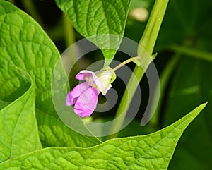 Flower of Phaseolus vulgaris