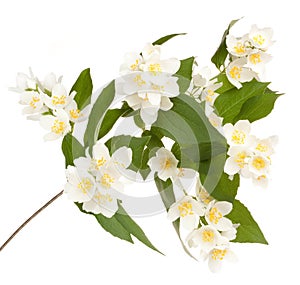 Flower philadelphus