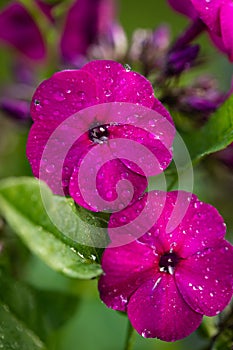 Flower Phlox With Drops Of Water Of Garden In Summer Close-Up