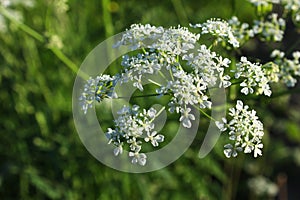 Flower photo. Cow parsley, Anthriscus sylvestris, with diffused background. Summer macro wallpaper. Beautiful photo