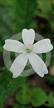 flower photograph, macro lens