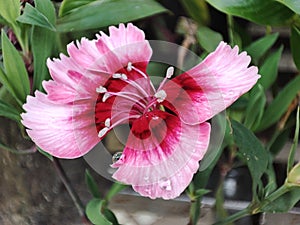 flower photographed with supermacro camera