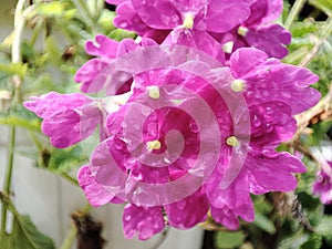 flower photographed with supermacro camera