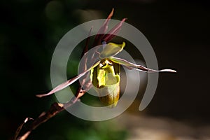 Flower of a Phragmipedium longifolium orchid