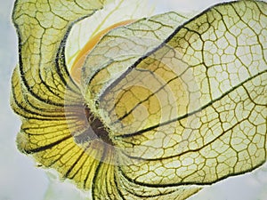 Flower of physalis. close up. texture photo