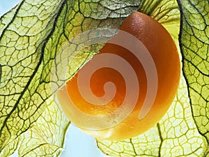 Flower of physalis. close up. texture
