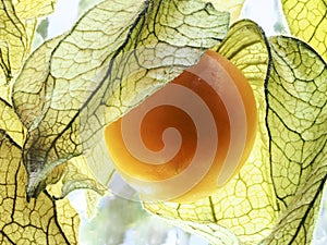 Flower of physalis. close up. texture photo