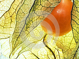 Flower of physalis. close up. texture photo