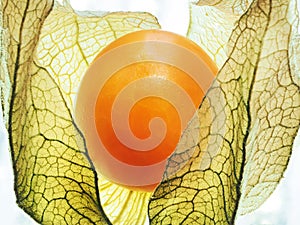 Flower of physalis. close up. texture photo