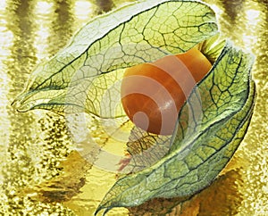 Flower of physalis. close up. texture photo