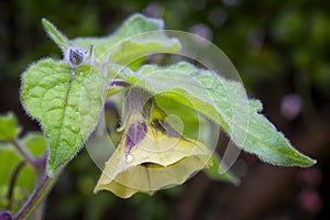 Flower of Physalis (Physalis peruviana) also called Cape gooseberry, Uchuva or gold berries.