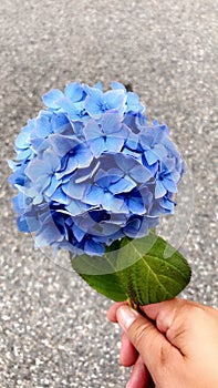 Blue Hortencia