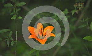Flower picture of Tiger Lily Isolated subject on green blurred background