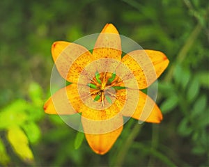 Flower picture of Tiger Lily Isolated subject on green blurred background