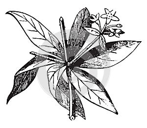 Flower, piece, Madder, scrambling, prostrate, Eurasian, plant, Bedstraw, whorls, leaves vintage illustration photo