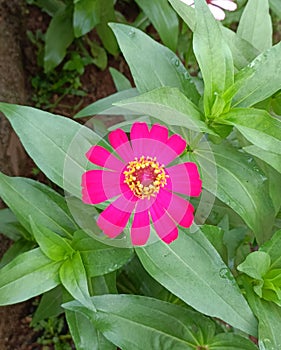Flower pink beautifull green garden
