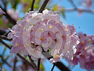 The flower is a pink blooming bush on the tree in the summer on the background of a fresh blue sky. Blur