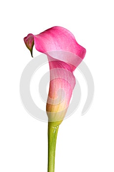 Flower of a pink calla lily isolated on white