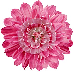 flower pink chrysanthemum . Flower isolated on a white background. No shadows with clipping path. Close-up.
