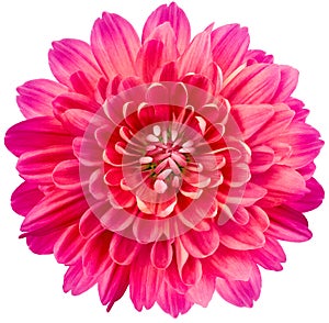 Flower  pink chrysanthemum . Flower isolated on a white background. No shadows with clipping path. Close-up