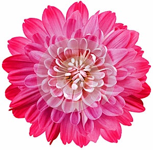 Flower  pink chrysanthemum . Flower isolated on a white background. No shadows with clipping path. Close-up. Nature