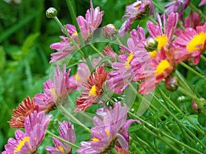 Flower of pink chrysanthemums under the rain.