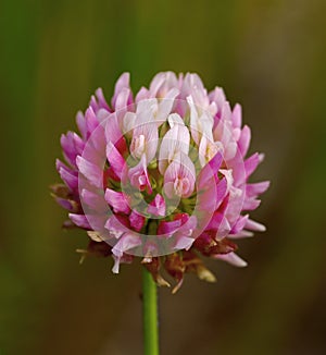 Flower of a pink clover