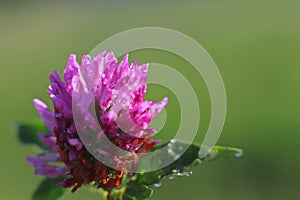 Flower of a pink clover in the sun. A blue flower in droplets of dew on a blurred green background. Plants of the meadows of the r