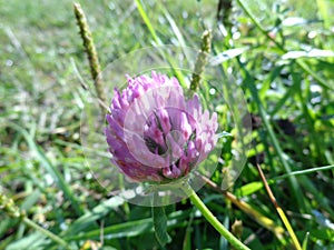 Flower of pink clovr on the meadow, close-up.