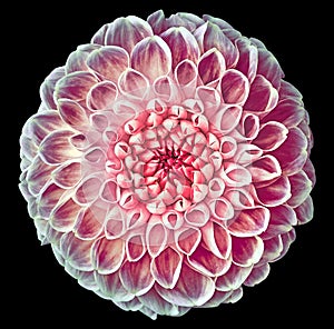 Flower pink dahlia isolated on black background. Close-up. Element of design.