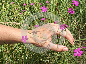 Flower of pink dianthus on meadow. Woman hand touching