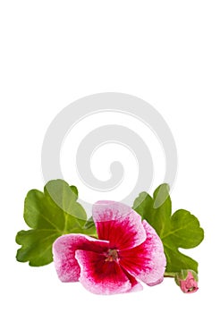 Flower pink geranium. Isolated on white