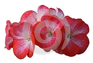 Flower pink geranium. Isolated on a white background. Close-up. without shadows. For design.