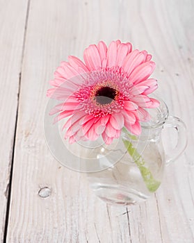 Flower pink gerbera in a glass vase