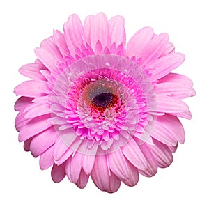 Flower pink gerbera isolated on white background. Summer. Spring. Flat lay, top view