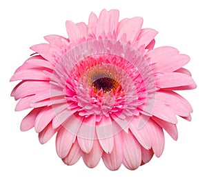 Flower pink gerbera isolated on white background. Summer. Spring. Flat lay, top view