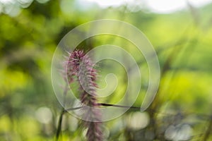 Flower pink grass