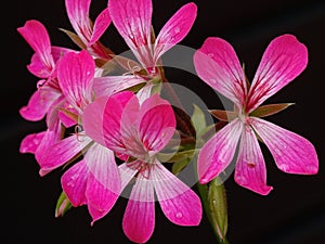 A flower of the pink hanging geranium  Pelargonium peltatum